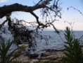 /album/fotogalerie-2007-07-makarska-cr/drven005-jpg/